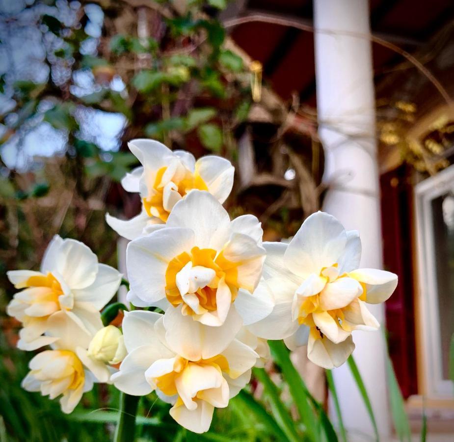 كامبيليا ماريتيما B&B La Fucinaia Pet Friendly Adults Only المظهر الخارجي الصورة