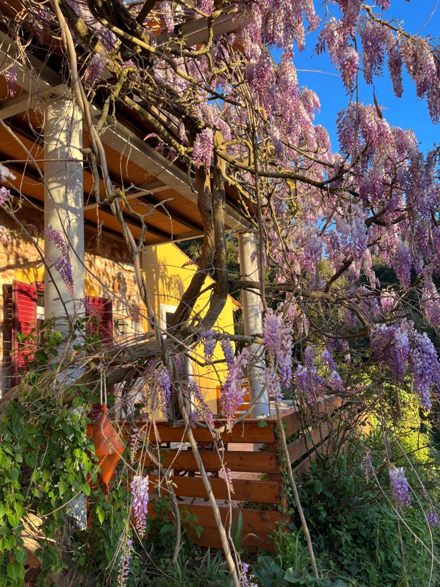 كامبيليا ماريتيما B&B La Fucinaia Pet Friendly Adults Only المظهر الخارجي الصورة