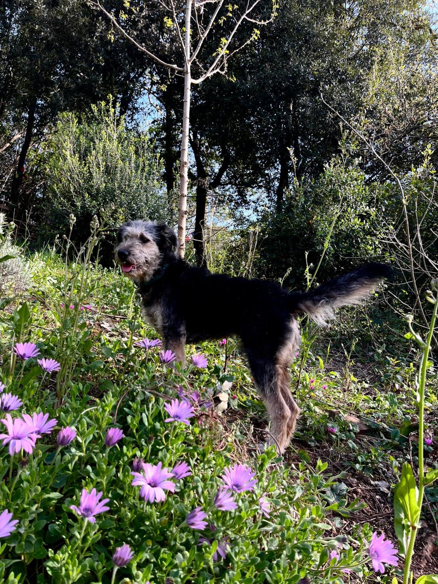 كامبيليا ماريتيما B&B La Fucinaia Pet Friendly Adults Only المظهر الخارجي الصورة