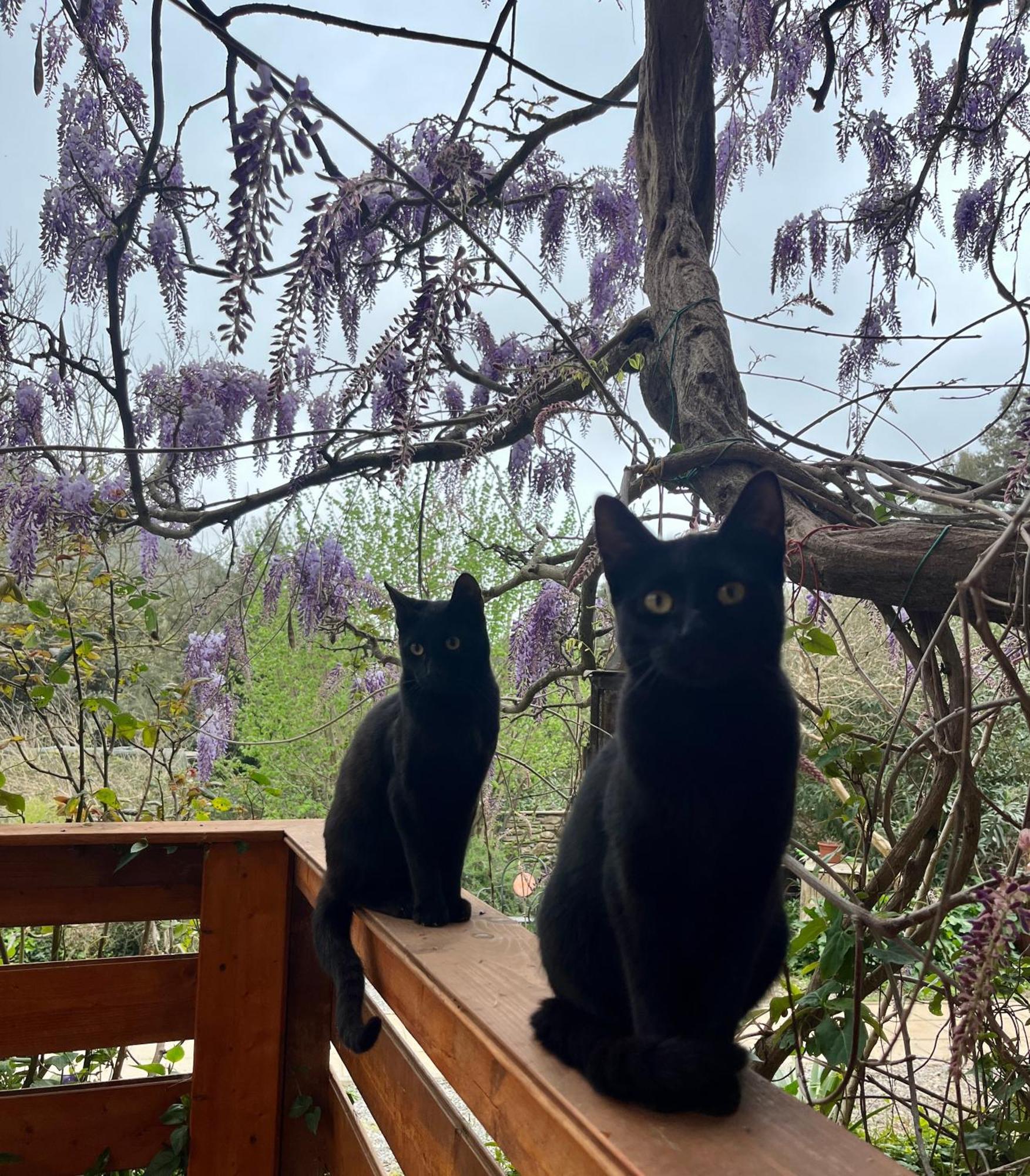 كامبيليا ماريتيما B&B La Fucinaia Pet Friendly Adults Only المظهر الخارجي الصورة